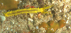 Colochirus robustus