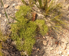 Nanobubon capillaceum