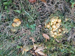 Cystoderma aureum