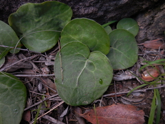 Othonna oleracea