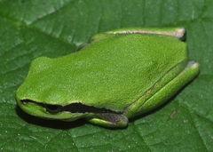 Hyla meridionalis