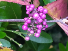 Callicarpa dichotoma