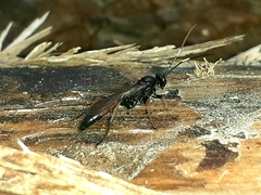 Alomyini
