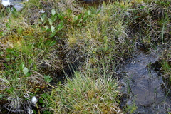 Carex atrofusca