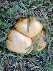 Cystoderma aureum