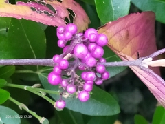 Callicarpa dichotoma
