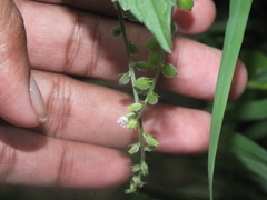 Priva lappulacea