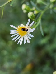 Phalacridae