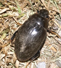 Hydrophilus pistaceus