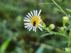 Phalacridae