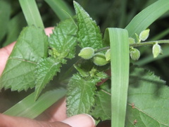 Priva lappulacea