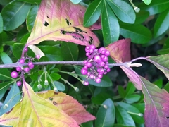 Callicarpa dichotoma