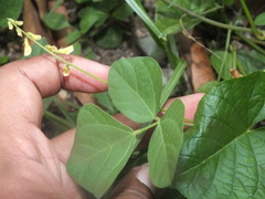 Faboideae