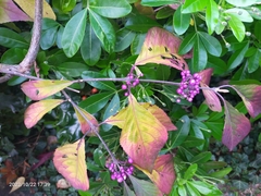Callicarpa dichotoma