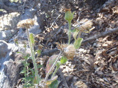 Heterotheca fulcrata