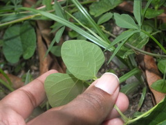 Faboideae