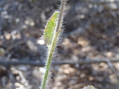 Heterotheca fulcrata