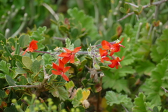 Pelargonium fulgidum