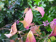 Callicarpa dichotoma