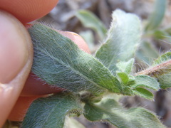 Heterotheca fulcrata