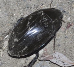 Hydrophilus pistaceus