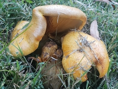 Cystoderma aureum