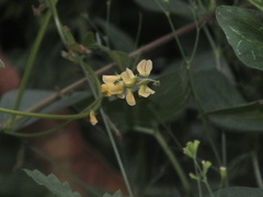 Faboideae
