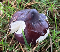 Russula cyanoxantha