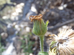 Heterotheca fulcrata