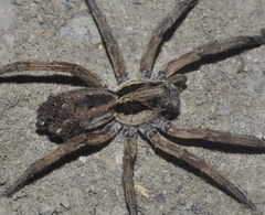Hogna ferox