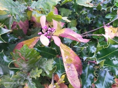 Callicarpa dichotoma