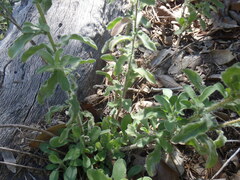 Heterotheca fulcrata