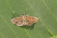 Lamprosema pelealis