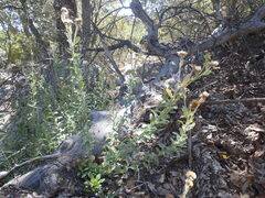 Heterotheca fulcrata