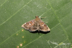 Lamprosema pelealis