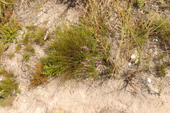 Polygala refracta