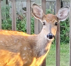 Odocoileus virginianus