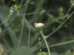 Pentatomomorpha