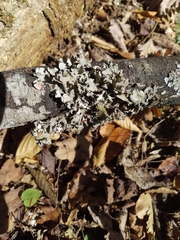 Parmotrema hypotropum