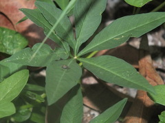 Brachycera