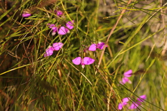 Polygala refracta