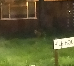 Vulpes vulpes crucigera