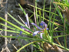 Velloziaceae