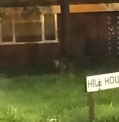 Vulpes vulpes crucigera