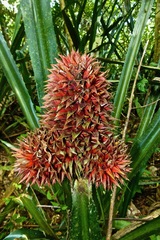 Bromelioideae