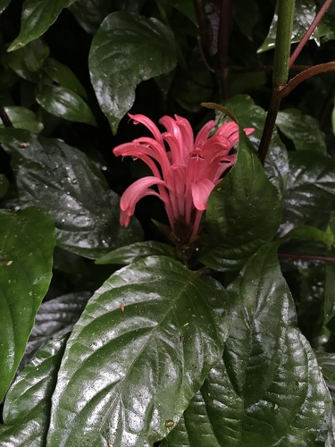Justicia carnea