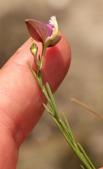Polygala refracta