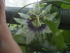 Passiflora edulis