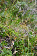 Carex misandra
