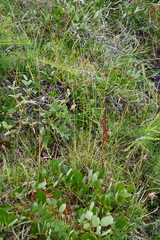 Carex misandra